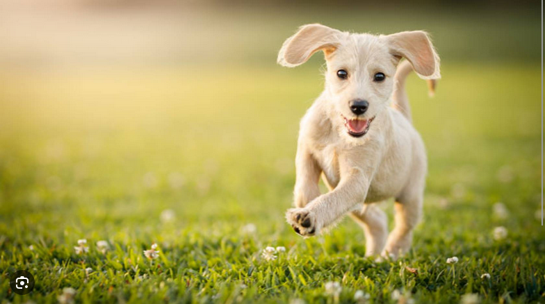 Dog Poop Pickup in Romeo Michigan