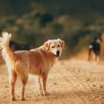 Dog Poop Pickup in Romeo Michigan