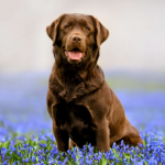 Dog Poop Pickup in Romeo Michigan